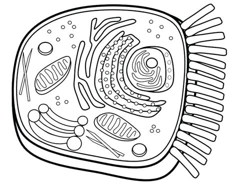 Plant Cell Coloring Page At Getcolorings Com Free Printable Colorings