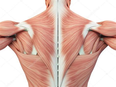 Muscle that adducts, internally rotates and flexes the arm is called: 男性躯干背部肌肉 — 图库照片©AnatomyInsider＃129001940