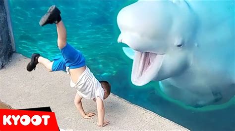 Beluga Whale Is Amazed By Tricks Funny Aquarium Videos Youtube