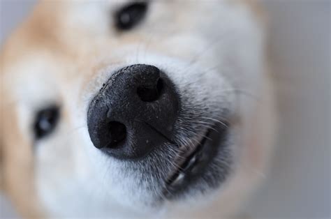 Shiba Inu Adorable Dental Tourism Fluffy Dogs Samoyed Dog Memes