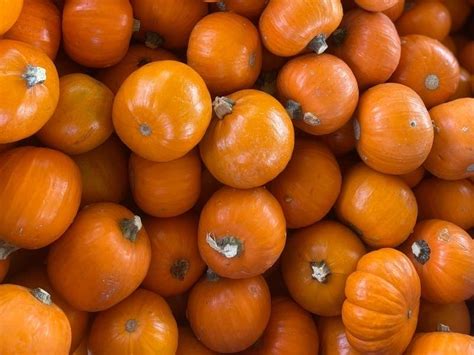 Where To Find The Best Pumpkin Patches In Pasadena Pasadena Ca Patch
