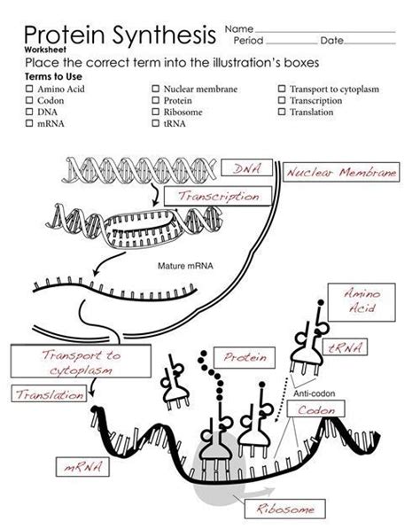 Mrna and transcription worksheet answer key elegant amoeba sisters dna vs rna and protein synthesis transcription and translation practice worksheet example. Fajarv: Protein Synthesis Worksheet Answers Part B