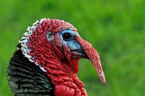 A Close Up Of A Turkey With Grass In The Background