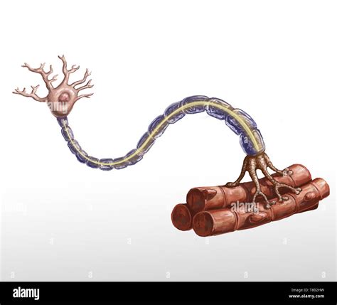 Motor Neuron And Muscle Fiber Illustration Stock Photo Alamy