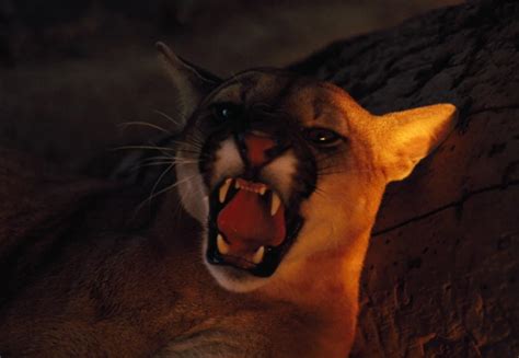 Mountain Lion Screams In Wyoming Video