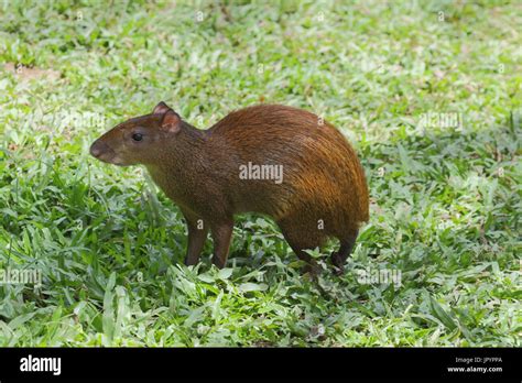 Central American Agouti In The Grass Costa Rica Stock Photo Alamy