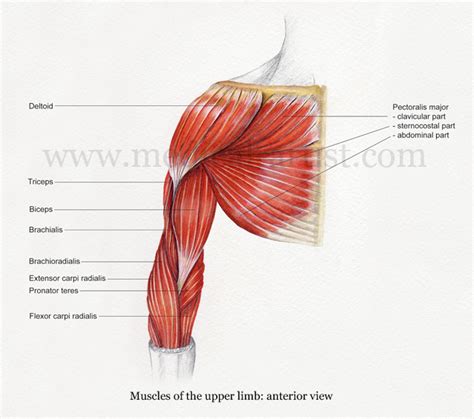 Upper Body Muscles Fitforcarnival