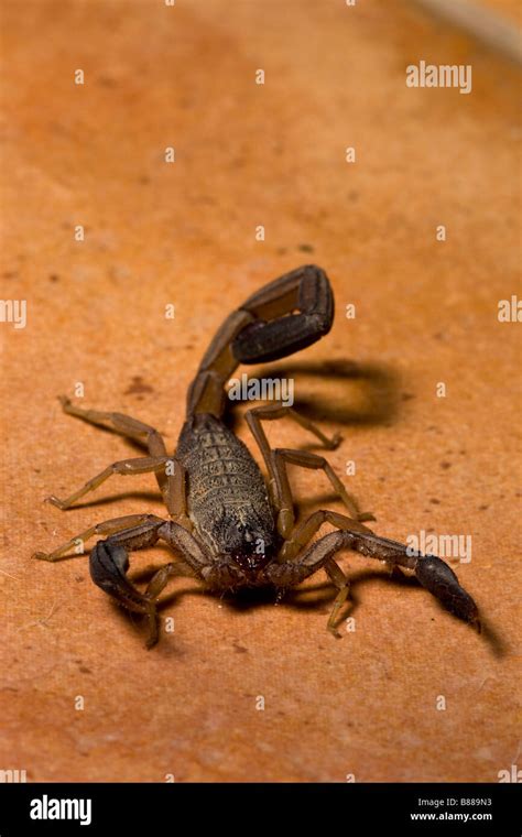 Poisonous Scorpions In Costa Rica