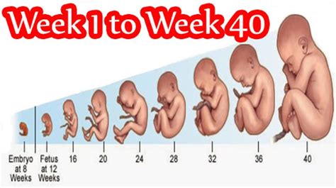 Development Of Fetus From Month To Month Air Clinic