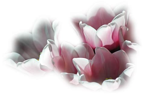 Download fiori png image with transparent background. fiori gif tube ed animazioni - Page 2