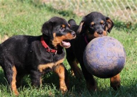 Loyal, loving, confident rottweiler puppies. Dogs - Lexington, KY - Free Classified Ads