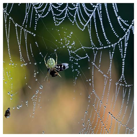 Hanging Web By Evapm On Deviantart