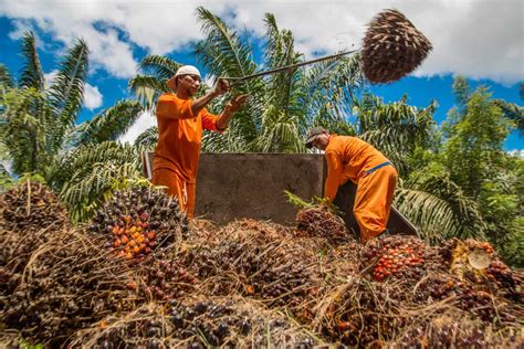 Can Boosting Yields Slow The Global Palm Oil Expansion And Ease Its