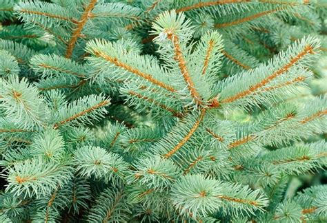 Blue Spruce Tree Branchesas Background Stock Image Colourbox