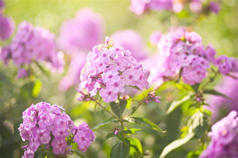 Best Fragrant Flowers To Grow In Your Garden