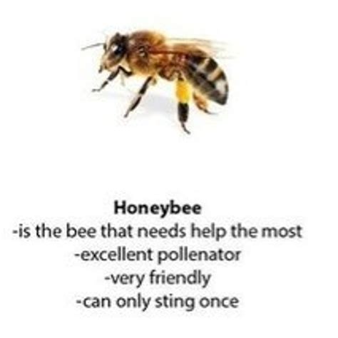This Funny Guide To Bees And Wasps Has The Internet Buzzing George Takei
