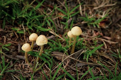 5 Little Mushrooms Photograph By Carl Miller Fine Art America