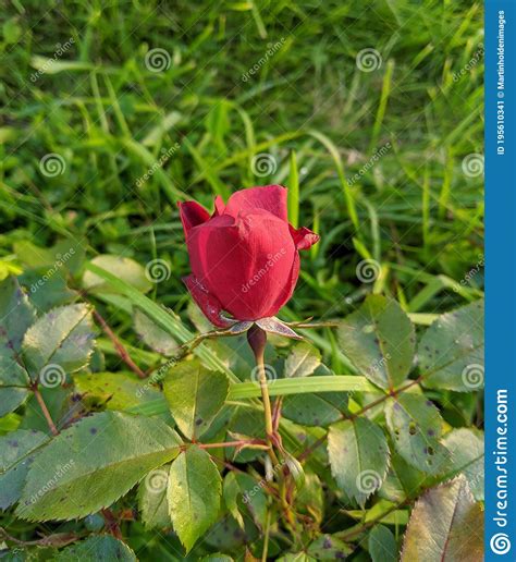 Small Red Rose Stock Image Image Of Roses Leaves Buds 195610341