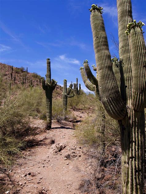 Desert Cactus Landscape Free Photo On Pixabay Pixabay