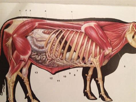 Топография органов коровы справа Diagram Quizlet