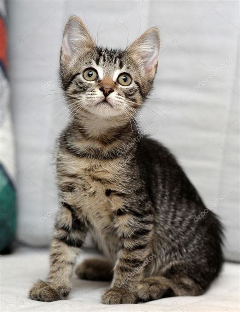 Cute Tabby Kitten — Stock Photo © Evdoha 13182349