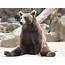 Bear Sitting Animal · Free Photo On Pixabay