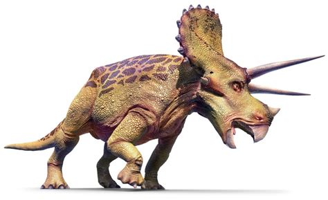 Triceratops Facts Classification Discovery Behavior And Adaptation