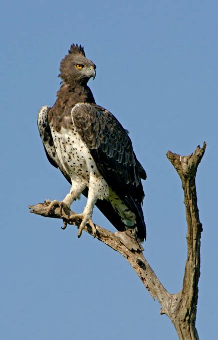 Other articles where martial eagle is discussed: Martial Eagle | Wild Kratts Wiki | Fandom