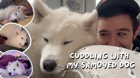 What Happens When I Cuddle My Samoyed Dog Youtube