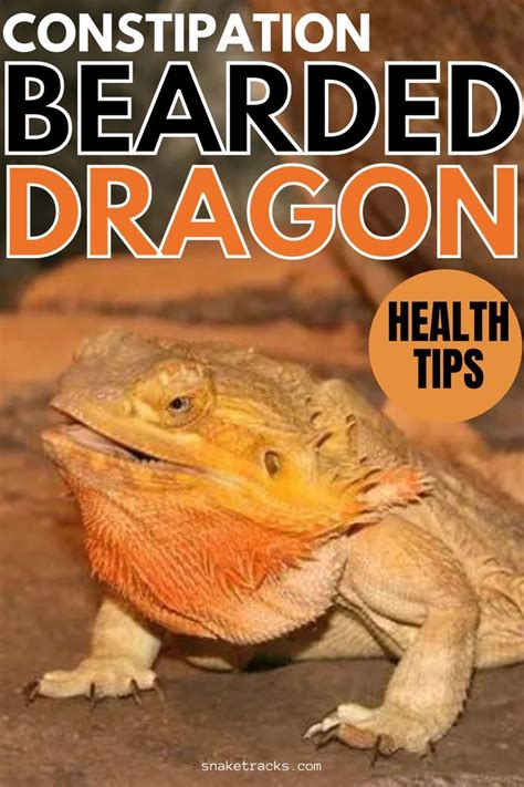Relieve Your Bearded Dragons Constipation With These Simple Steps