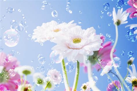 2560x1700 Flowers Liquid Droplets Chromebook Pixel Wallpaper Hd