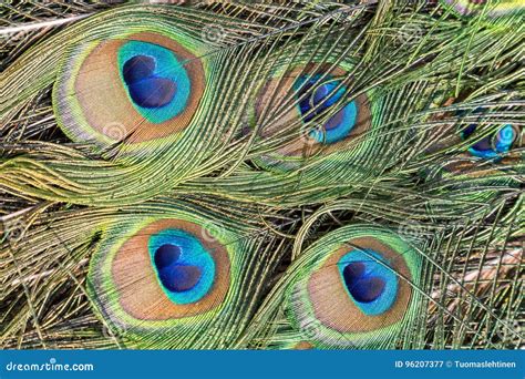 Closeup Of Peacock Feathers Stock Image Image Of Colorful Pattern