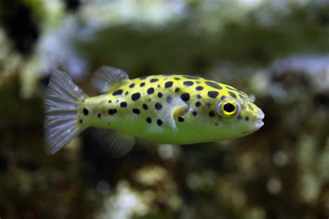 Expert Thought Small Puffer Fish Saltwater