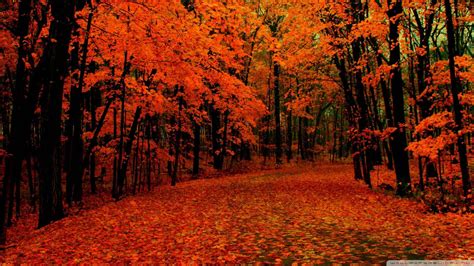 Download A Delicate Walk Amongst A Vivid Red Autumn Forest Wallpaper