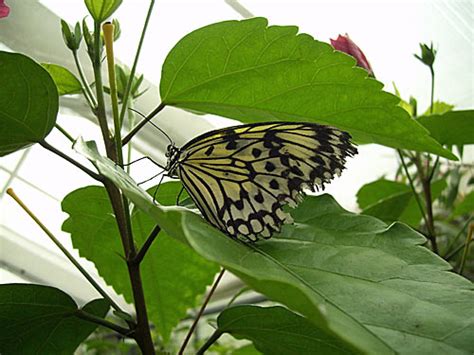 Check spelling or type a new query. Garten der Schmetterlinge in Friedrichsruh | Reinbek-Online