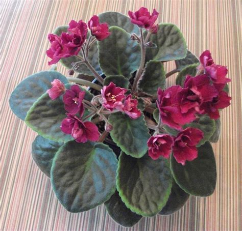 African Violet Saintpaulia Tomahawk In The African Violets Database