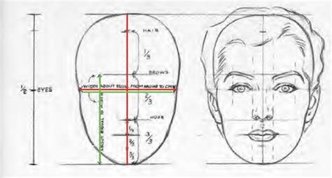 Facial Proportions And Sculpting A Face Head Proportions Facial
