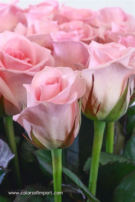 Rosa Sweet Akito Rose Beautiful Flowers