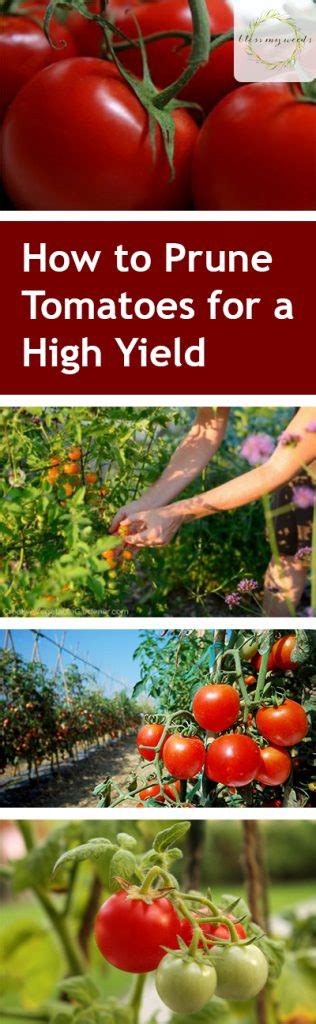 Tomato Plants How To Prune For A High Yield ~ Bless My Weeds
