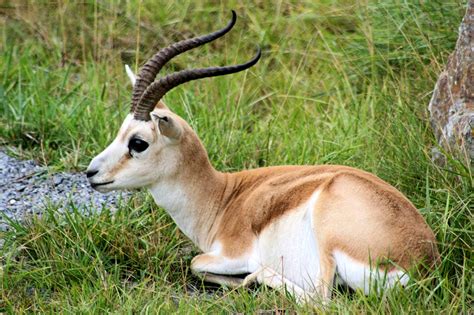 The magestic running of gazelles!. Gazelle Population Growing | Financial Tribune