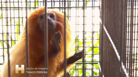 Mico Leão Dourado Vítima Do Tráfico De Fauna Vai Para O Zoológico De