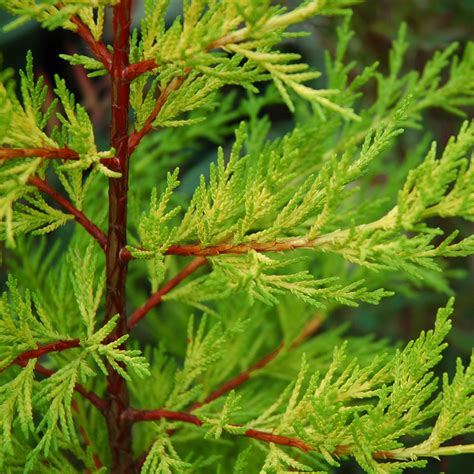 Nice sheared specimen of golden monterey cypress, located at the jean iseli memorial garden at iseli nursery. Other Conifers| Arts Nursery Ltd