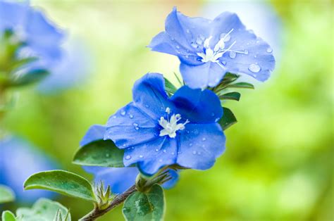 Blue Spring Flowers Names Muscari Armeniacum Wikipedia Names That