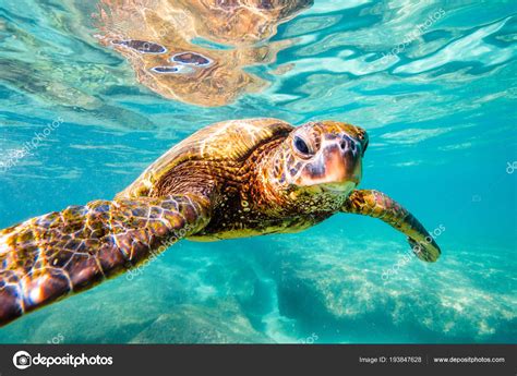 Hawaiian Green Sea Turtle Cruising Warm Waters Pacific Ocean Hawaii