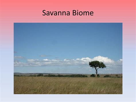 Ppt Savanna And Tropical Rainforest Biomes Powerpoint