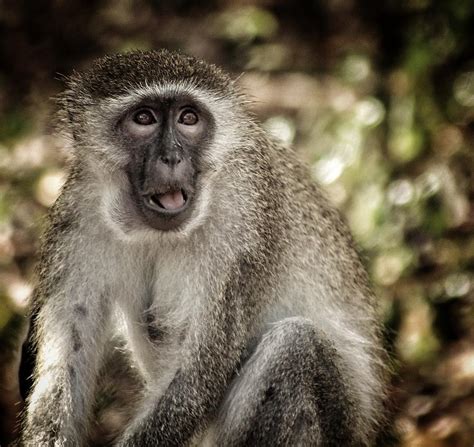 Goofy Vervet Monkey Photograph By Jon Schlote Fine Art America