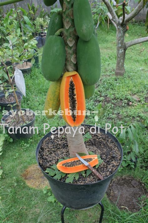 Ayo Berkebun Menanam Pepaya Dalam Pot Siapa Takut Anmiki Cara Tanam My Xxx Hot Girl