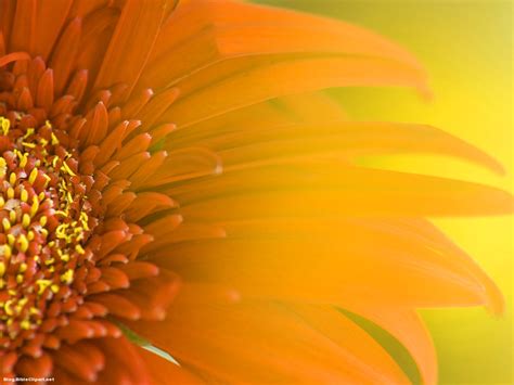Sunflower Nature Background For Powerpoint Blog Bibleclipart