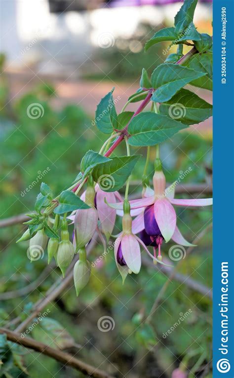 Beautiful Flowers Of Fuchsia Magellanica Also Known As Hardy Fuchsia