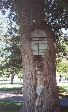 Are you wondering how long a filling will take? Tree Care Myths | Greensboro, NC